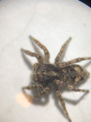 Attulus fasciger