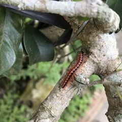 Helicorthomorpha holstii