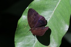 Mycalesis orseis