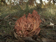 Ramaria botrytoides