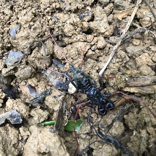 Uropygi