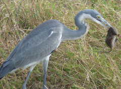 Ardea melanocephala