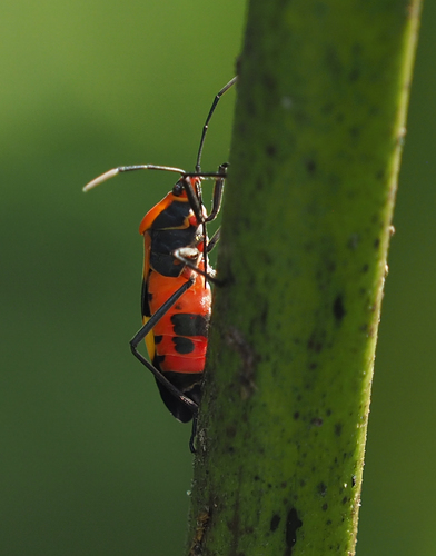 Large Milkweed Bug photographed in Virginia
