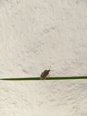 Agonoscelis puberula