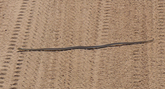 Psammophis orientalis