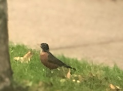 Turdus migratorius