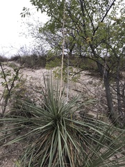 Yucca constricta