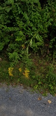 Solidago canadensis hargeri