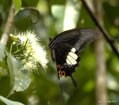 Papilio iswara