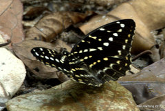 Lexias canescens pardalina