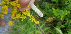 Solidago canadensis hargeri