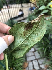 Puccinia helianthi