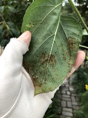 Puccinia helianthi