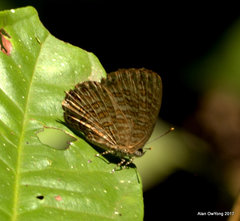 Poritia sumatrae