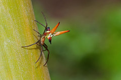 Micrathena militaris