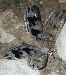 Palparini