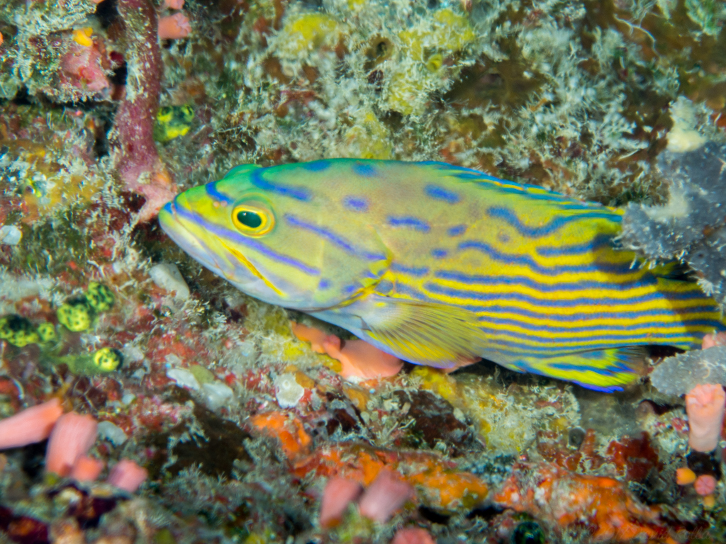 Harlequin Hind