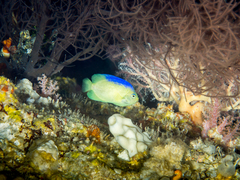 Cocos-Keeling Angelfish photo 5