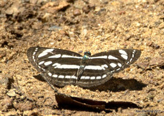 Neptis leucoporos