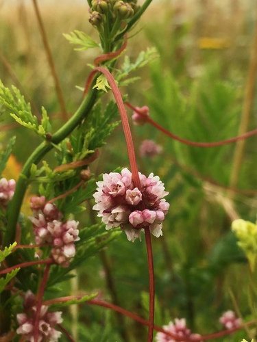 Cuscuta europaea iNat (1)