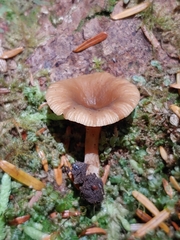 Lactarius occidentalis
