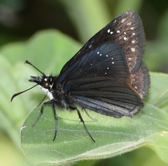 Pholisora mejicanus