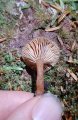 Lactarius occidentalis