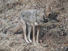 Canis latrans