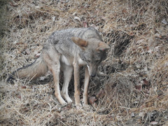 Canis latrans