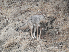 Canis latrans