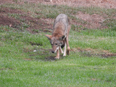 Canis latrans