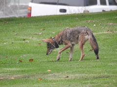 Canis latrans