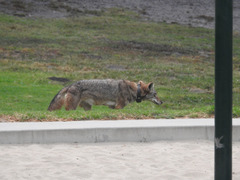 Canis latrans