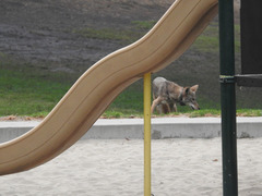 Canis latrans