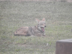 Canis latrans