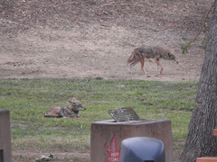 Canis latrans