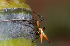 Micrathena militaris
