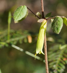 Correa reflexa lobata