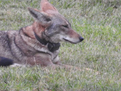 Canis latrans
