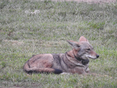 Canis latrans
