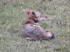 Canis latrans