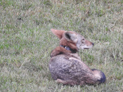 Canis latrans
