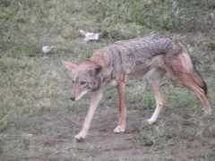 Canis latrans