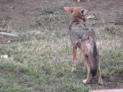 Canis latrans