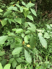 Petiveria alliacea