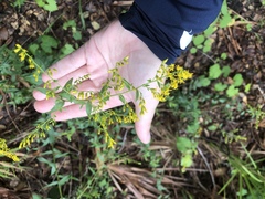 Solidago chapmanii image
