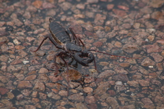 Mastigoproctus giganteus