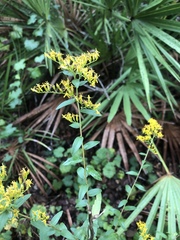 Solidago chapmanii image