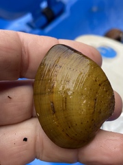 Ellipsaria lineolata