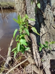 Muehlenbeckia sagittifolia